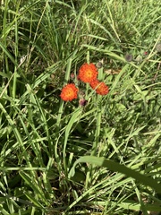 Pilosella aurantiaca