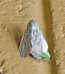 Spodoptera albula