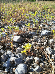 Sedum nuttallii