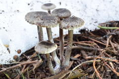 Pseudoomphalina angelesiana