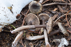 Pseudoomphalina angelesiana