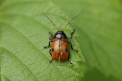 Cryptocephalus coryli