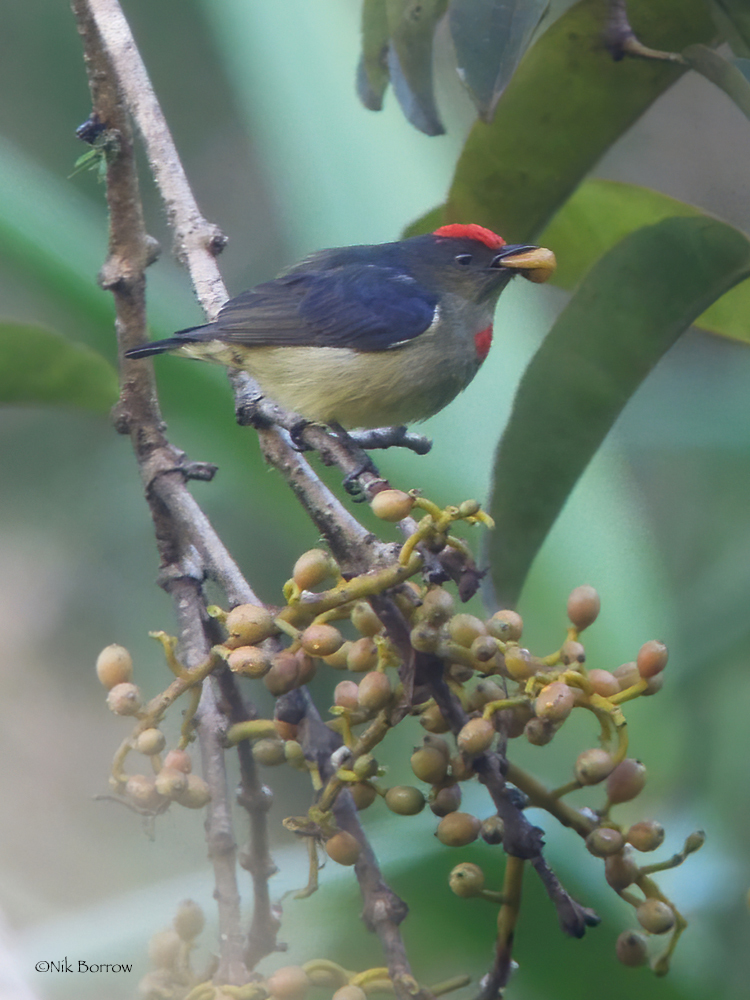 Red-capped Flowerpecker (Dicaeum geelvinkianum) photo