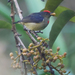Red-capped Flowerpecker - Photo (c) Nik Borrow, some rights reserved (CC BY-NC), uploaded by Nik Borrow