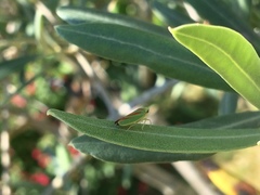 Graphocephala fennahi