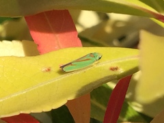Graphocephala fennahi