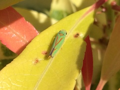 Graphocephala fennahi