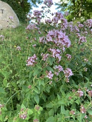 Origanum vulgare
