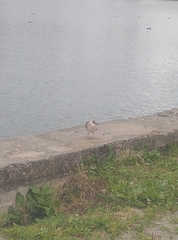 Chroicocephalus ridibundus