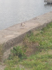 Chroicocephalus ridibundus