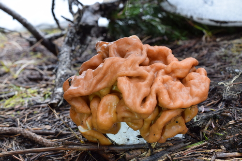 Maublancomyces montanus