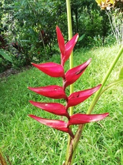 Heliconia stricta