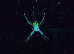 Argiope appensa