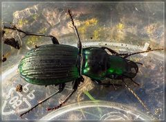 Megadromus antarcticus