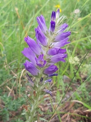 Campanula spicata