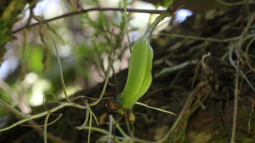 Trichocentrum lindenii, photograph 6