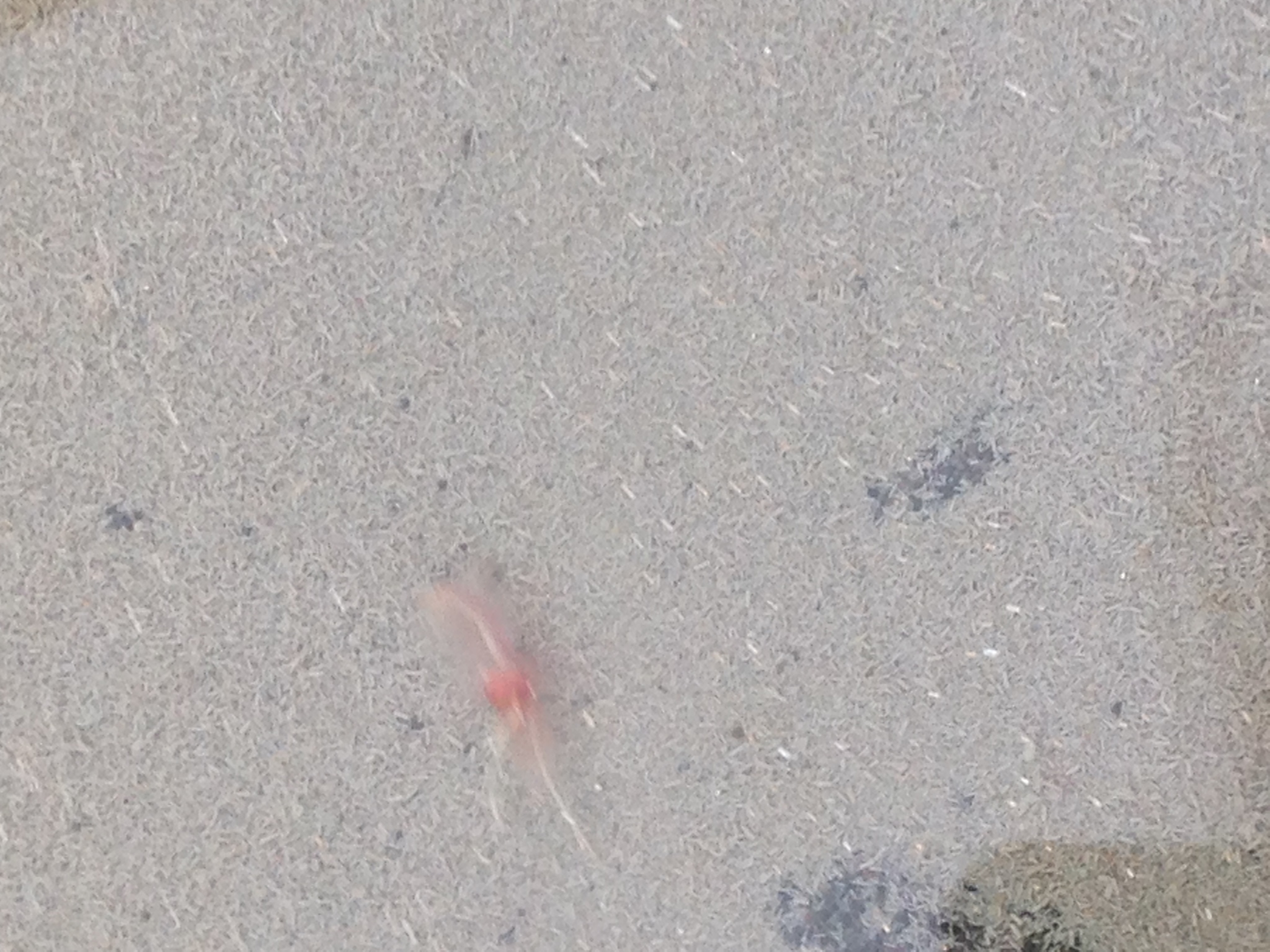 Artemia monica Verrill, 1869