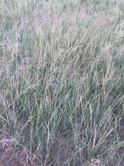Stipa splendens