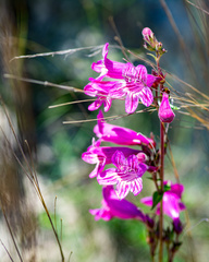 Penstemon triflorus