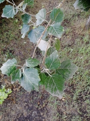 Populus alba