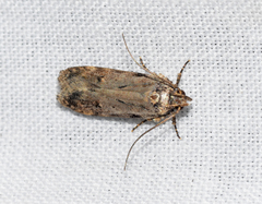 Chionodes thoraceochrella
