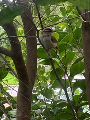 Thryothorus ludovicianus