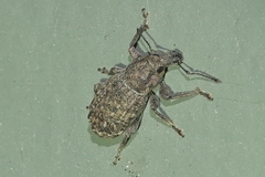 Dyslobus granicollis