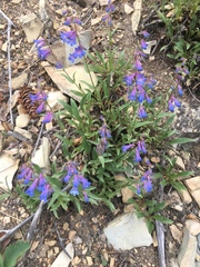 Penstemon albertinus