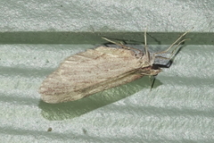 Stamnoctenis pearsalli