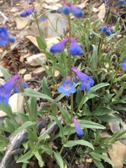 Penstemon albertinus