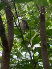 Thryothorus ludovicianus