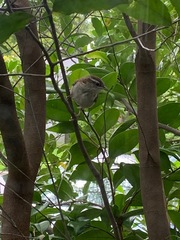 Thryothorus ludovicianus