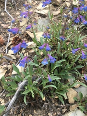 Penstemon albertinus