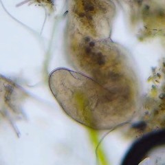 Stenostomum leucops