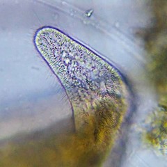 Stenostomum leucops