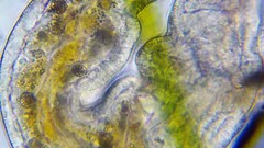 Stenostomum leucops