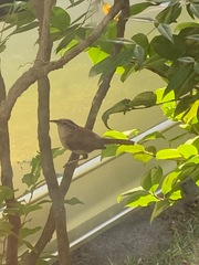 Thryothorus ludovicianus