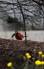 Cardinalis cardinalis