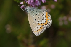 Plebejus idas