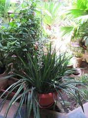 Sansevieria trifasciata