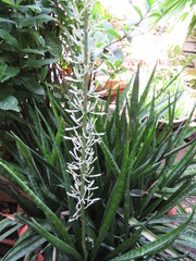 Sansevieria trifasciata