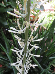 Sansevieria trifasciata