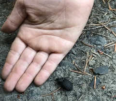 Cychrus tuberculatus