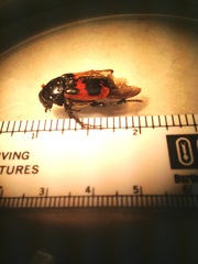 Nicrophorus marginatus