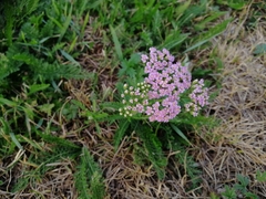 Achillea millefolium