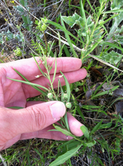 Pombalia verticillata