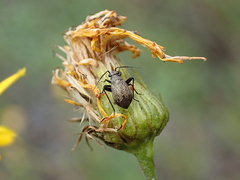 Orthocephalus saltator