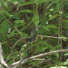 Lampornis clemenciae
