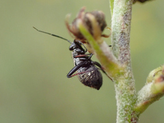 Orthocephalus saltator