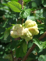 Eriosoma lanuginosum